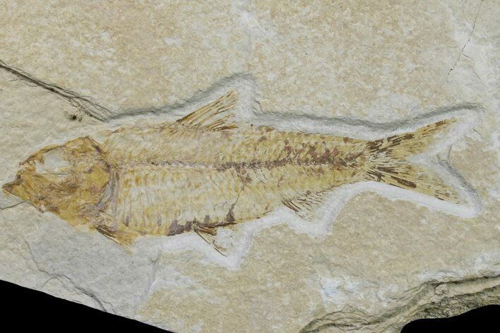 Fossil Fish (Knightia) - Wyoming #159535